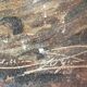 Huile sur carton "Bord de mer", École anglaise fin 19ème s.