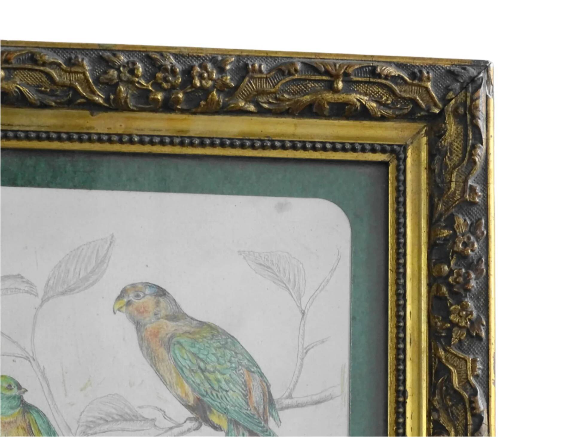 Dessin ancien français d'oiseaux, encadré