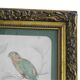 Dessin ancien français d'oiseaux, encadré