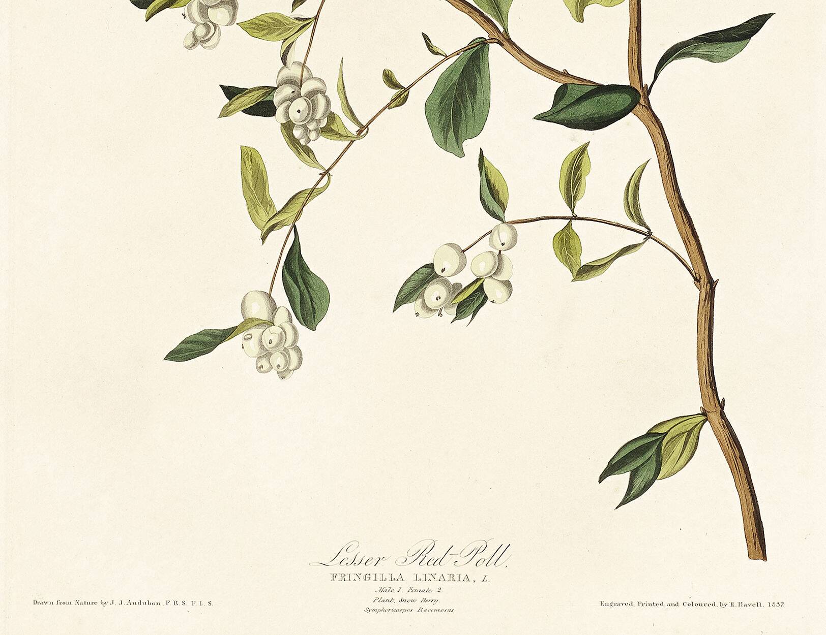 Affiche sur le Sizerin flammé, d’après une gravure ancienne de 1827.