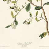 Affiche sur le Sizerin flammé, d’après une gravure ancienne de 1827.