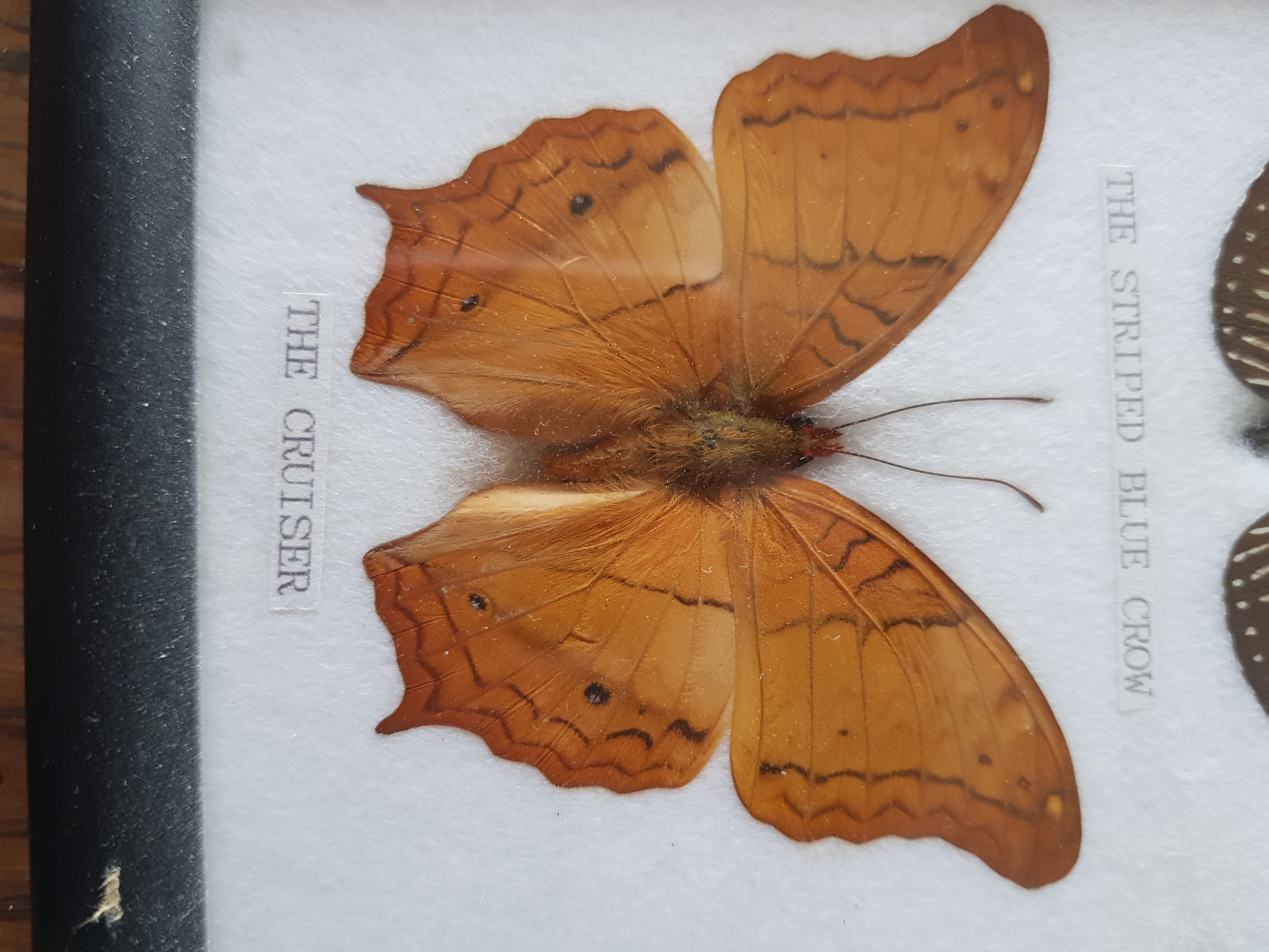 Framed naturalized butterflies