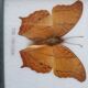 Framed naturalized butterflies