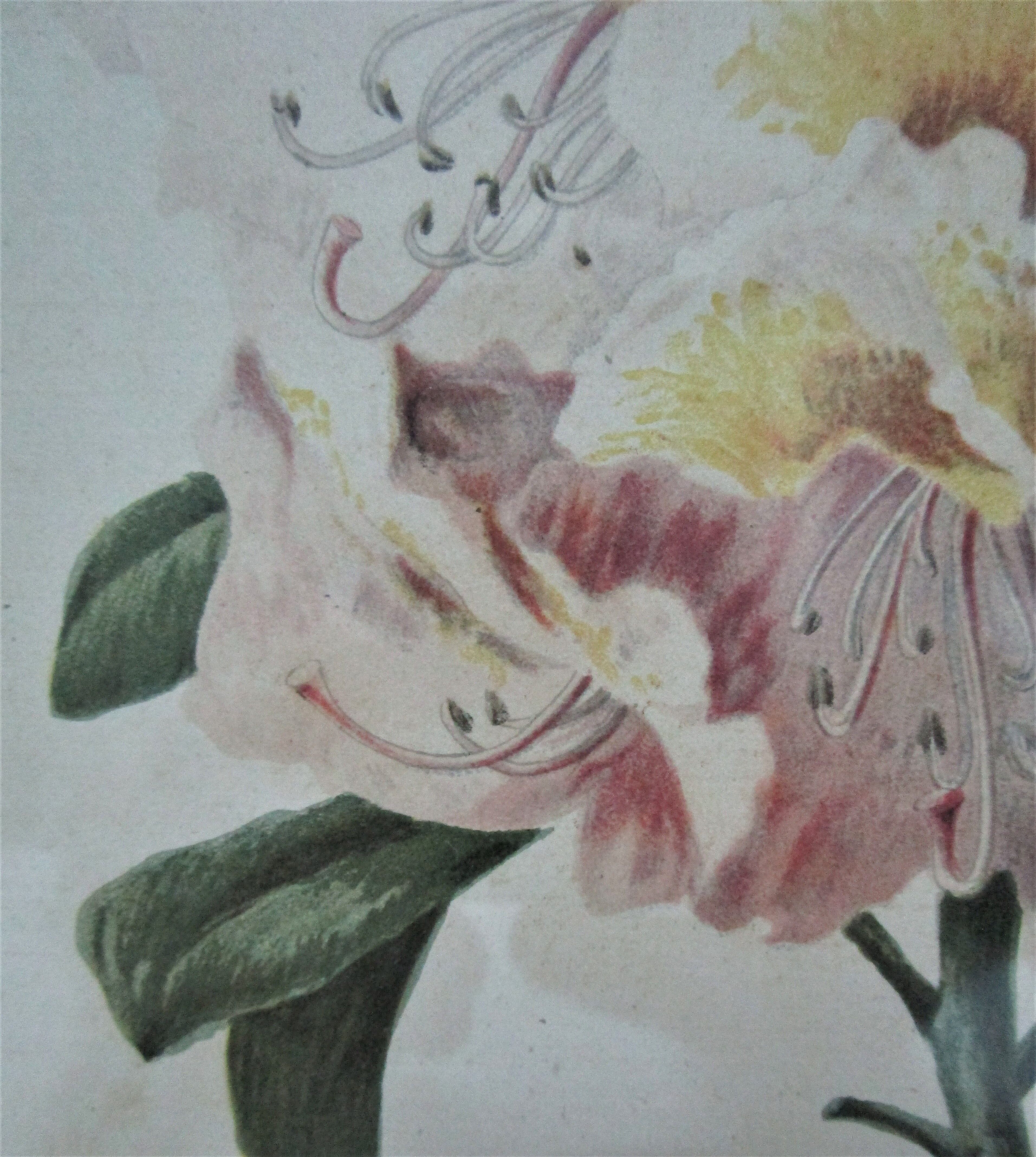 Trois planches botaniques encadrées orchidée rhododendron campanule médium vintage