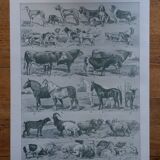 Original mammalian lithographs