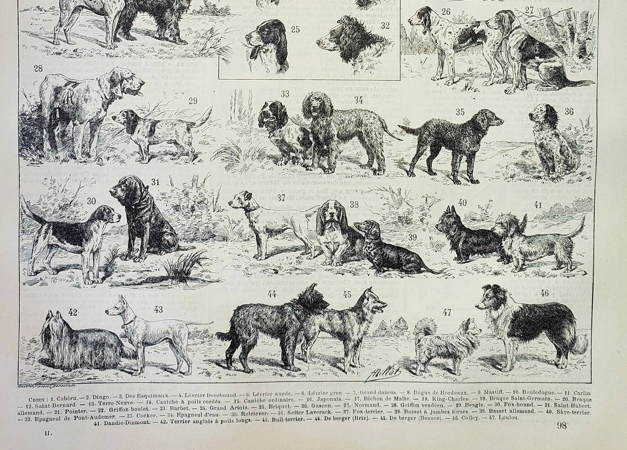 Old engraving 1898, Breed of dog, shepherd • Original and vintage lithograph
