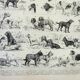 Old engraving 1898, Breed of dog, shepherd • Original and vintage lithograph