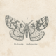 Antique engraving on Entomology: XIXTH (Insecta PL 5)