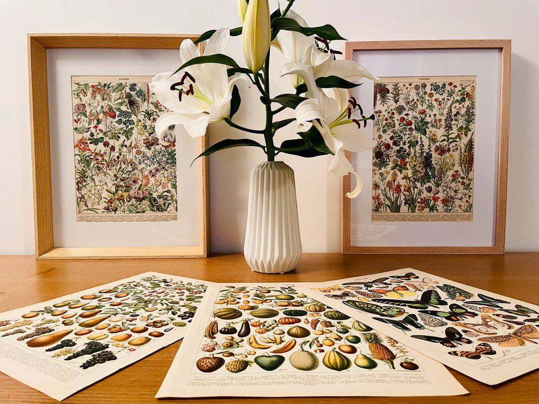 Lithograph of medicinal plants (XXV) - 1920