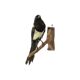 Taxidermy old stuffed bird magpie on branch wall decoration 40cm