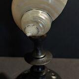 Cabinet of curiosities shell turbo petholatus pearl on base