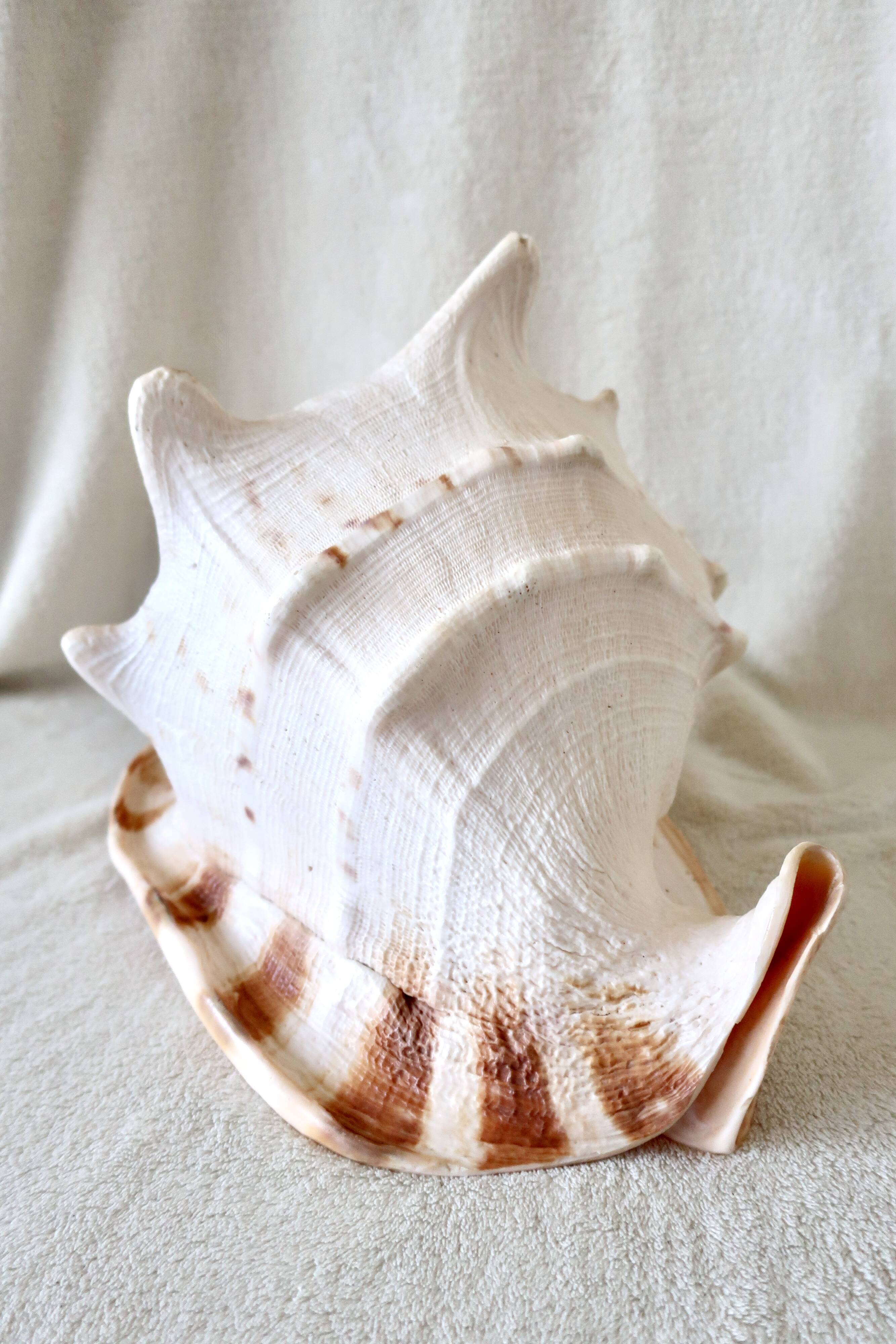 Rare and Large "Cassis Cornuta", Horned Helmet 32 cm, TBE