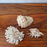 Shells and coral