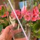 Old orangeade glasses, Baccarat crystal