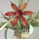 Lustre, style bouquet floral