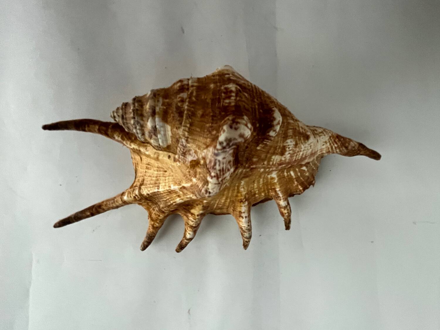 Shell paneling conch