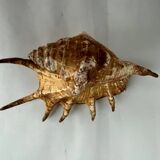 Shell paneling conch