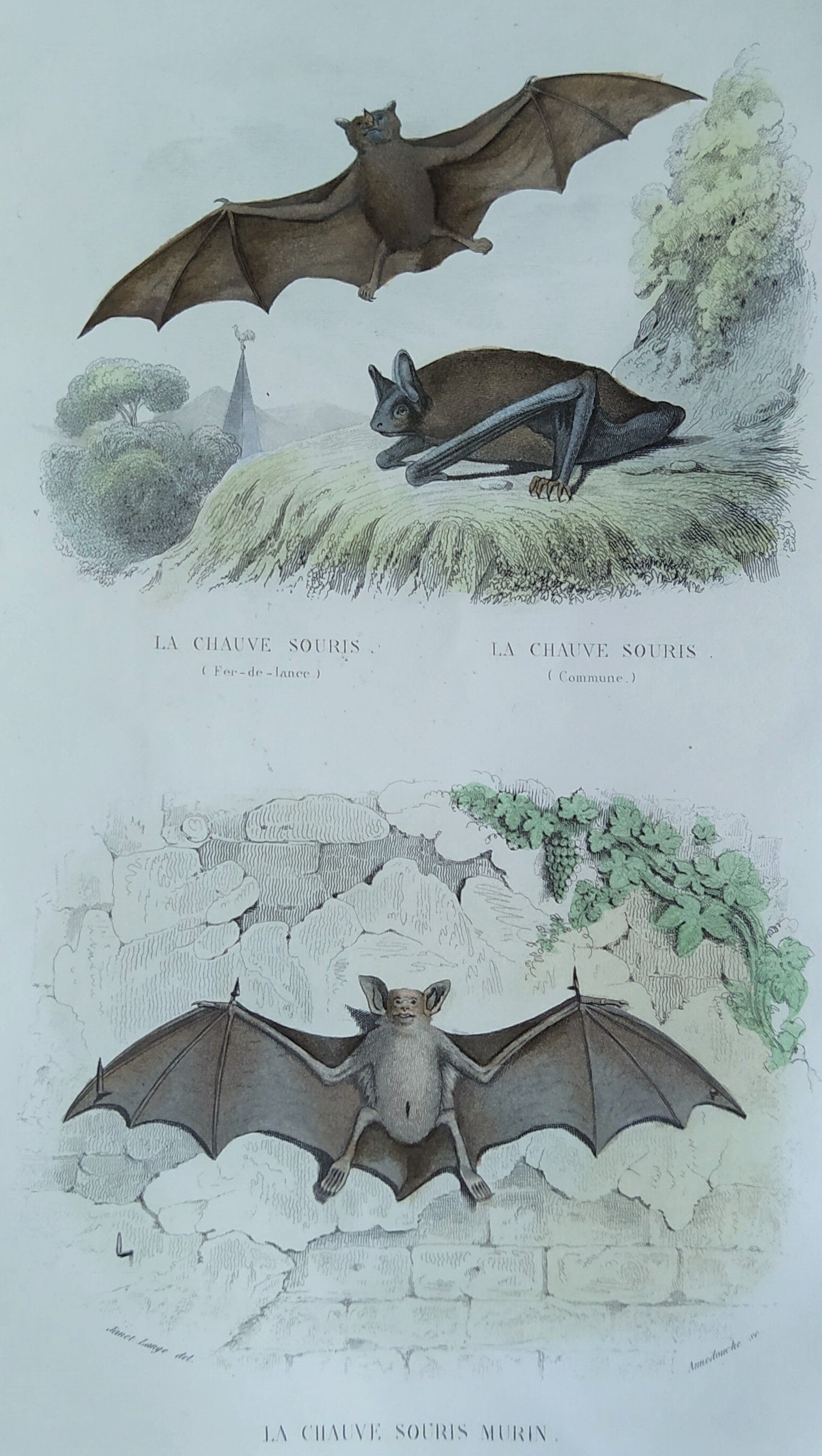 Ornithological board "Mouse" Buffon 1840