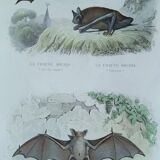 Ornithological board "Mouse" Buffon 1840