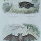Ornithological board "Mouse" Buffon 1840