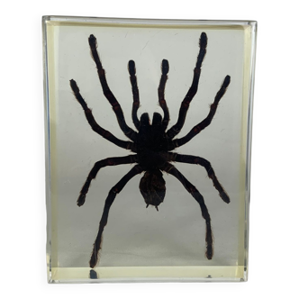 Tarantula in resin