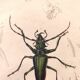 Old engraving from 1839 - Psalidognathus Insect - Hand-colored plate