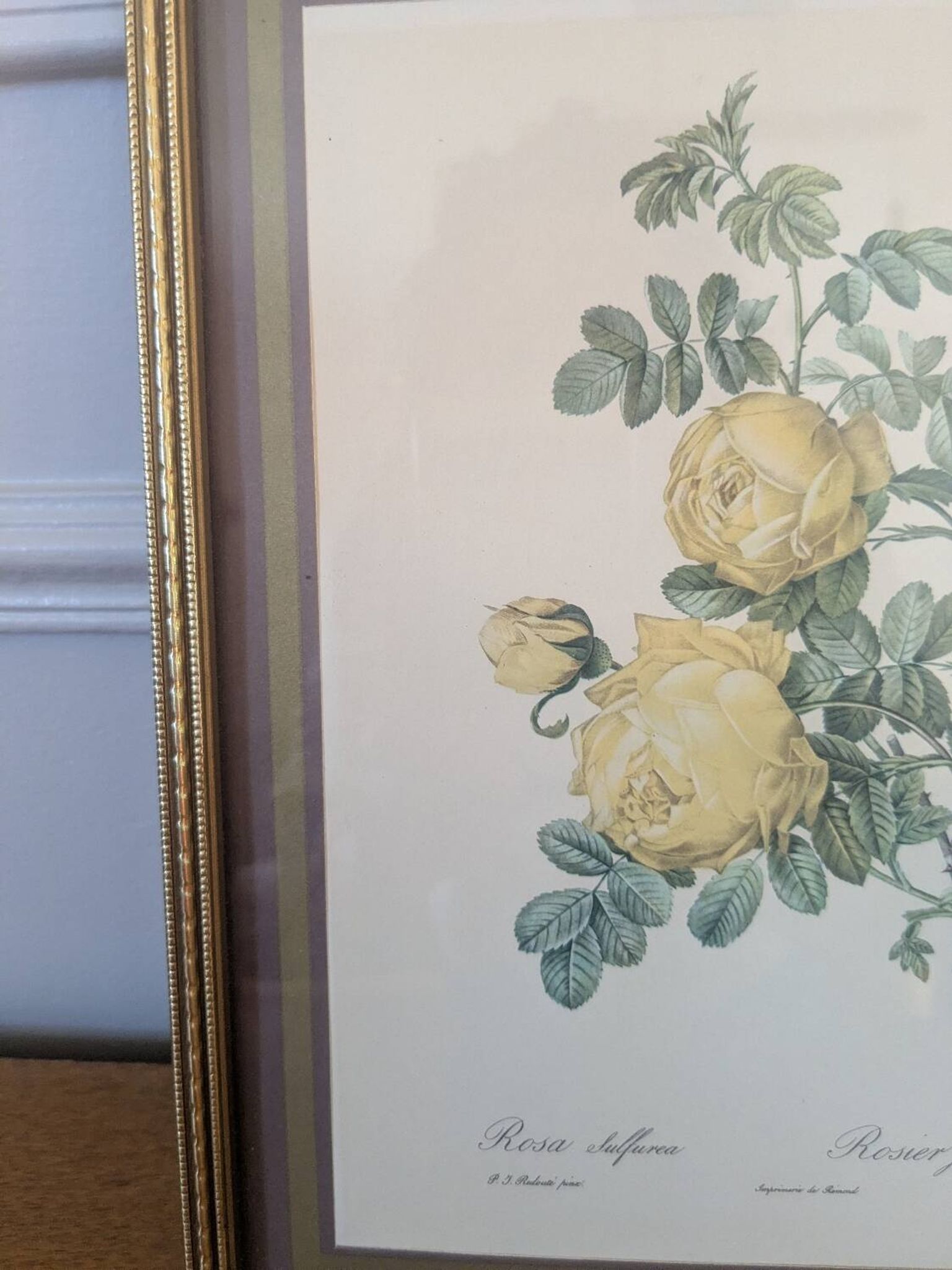 Lithographie rosier jaune de soufre P.J-Redouté