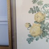 Lithograph of yellow sulphur rose by P.J. Redouté