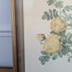 Lithographie rosier jaune de soufre P.J-Redouté