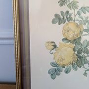 Lithographie rosier jaune de soufre P.J-Redouté