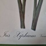 Iris botanical board