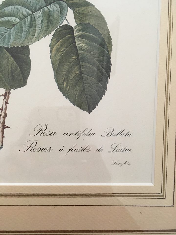 Board of botanical framed "Rosa centifolia rule"