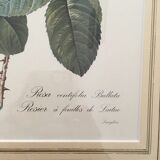 Board of botanical framed "Rosa centifolia rule"