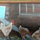 Painting, farmyard painting, hens signed