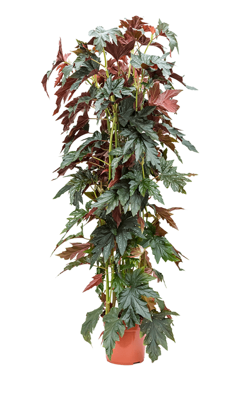 PRODUCT CORNER BHV: Begonia maculata wild romance