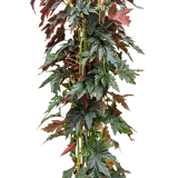 PRODUCT CORNER BHV: Begonia maculata wild romance