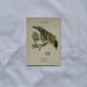 Botanical Plate Engraving of Birds, Naturalist, 19th Century, Double-sided A