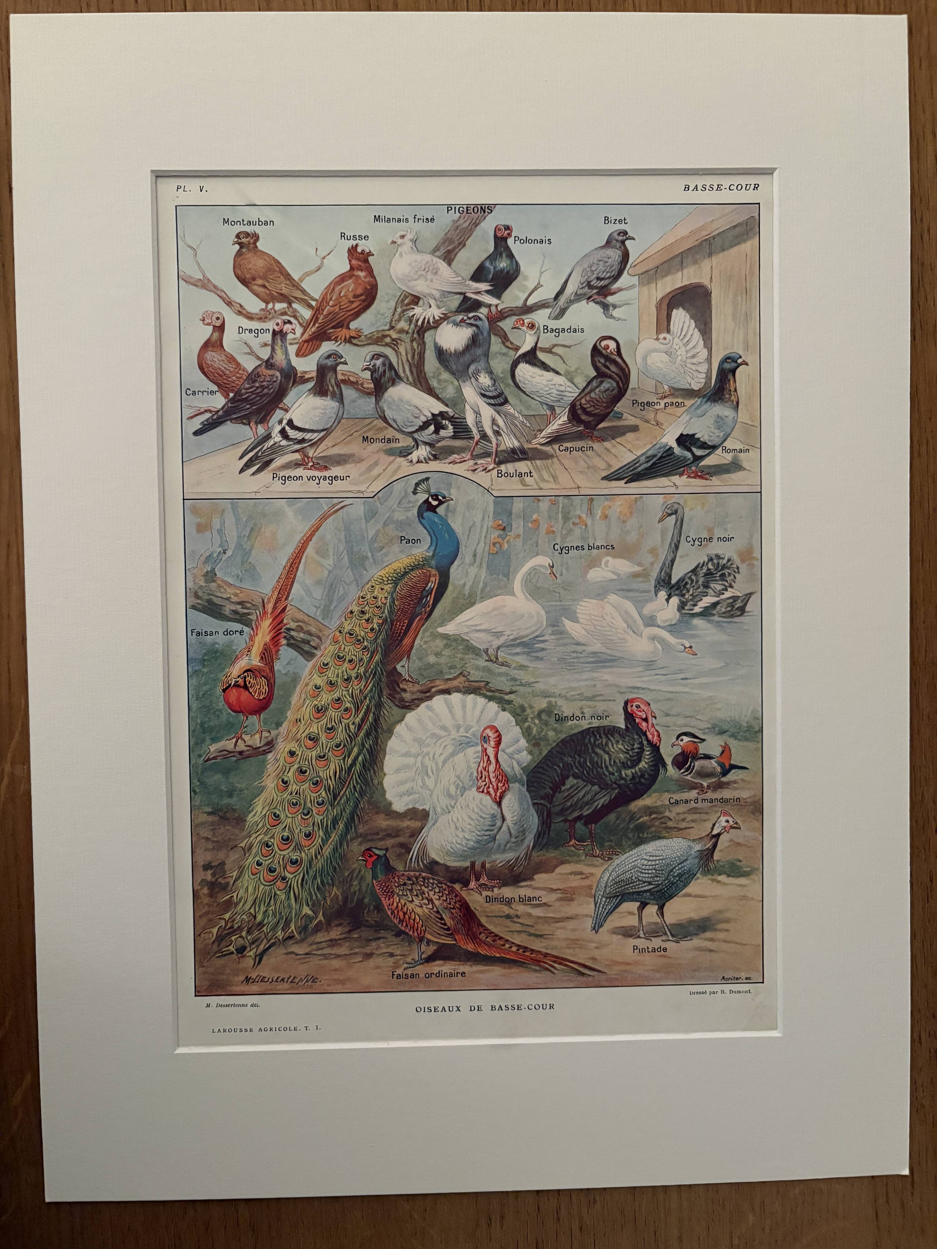 Vintage illustrated plate of farmyard birds - 1920