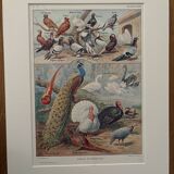 Vintage illustrated plate of farmyard birds - 1920