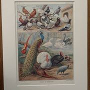 Planche illustrée vintage sur les oiseaux de basse cour - 1920