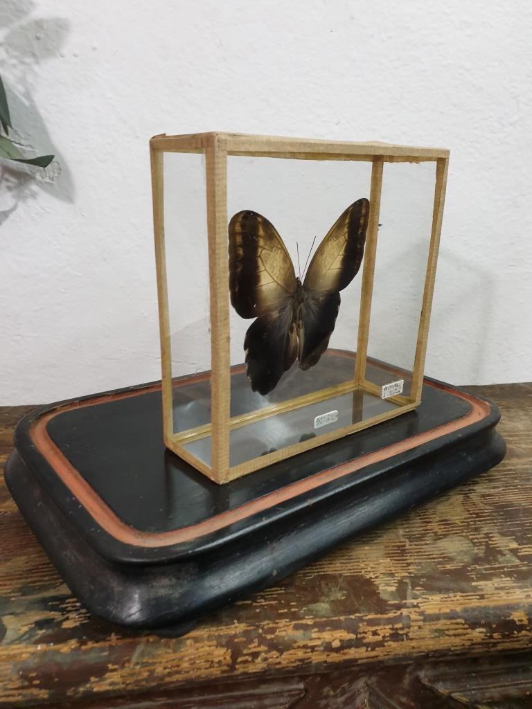 Butterfly entomology box