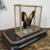 Butterfly entomology box