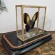 Butterfly entomology box