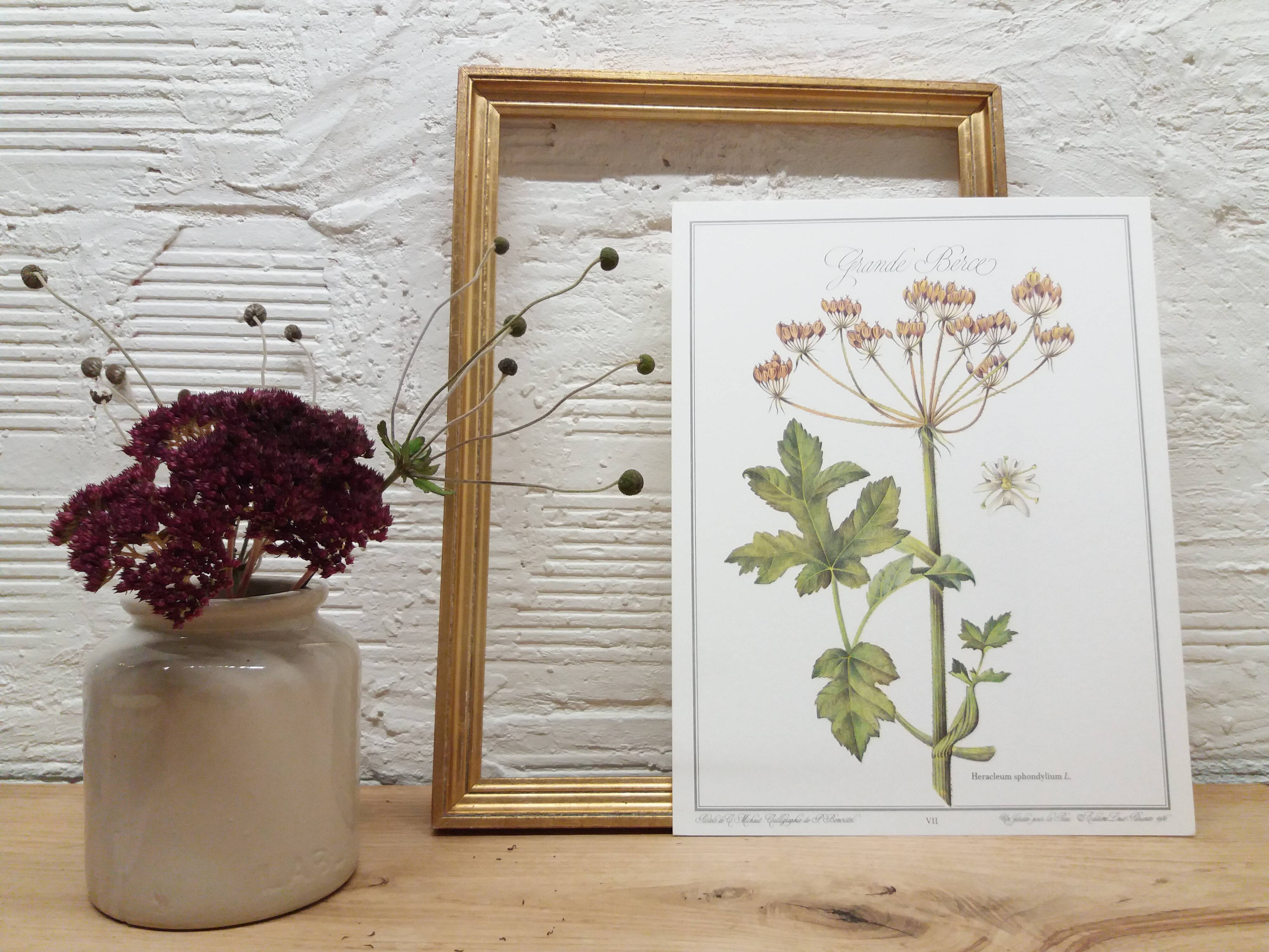 Great Berce botanical plank