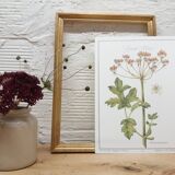 Great Berce botanical plank