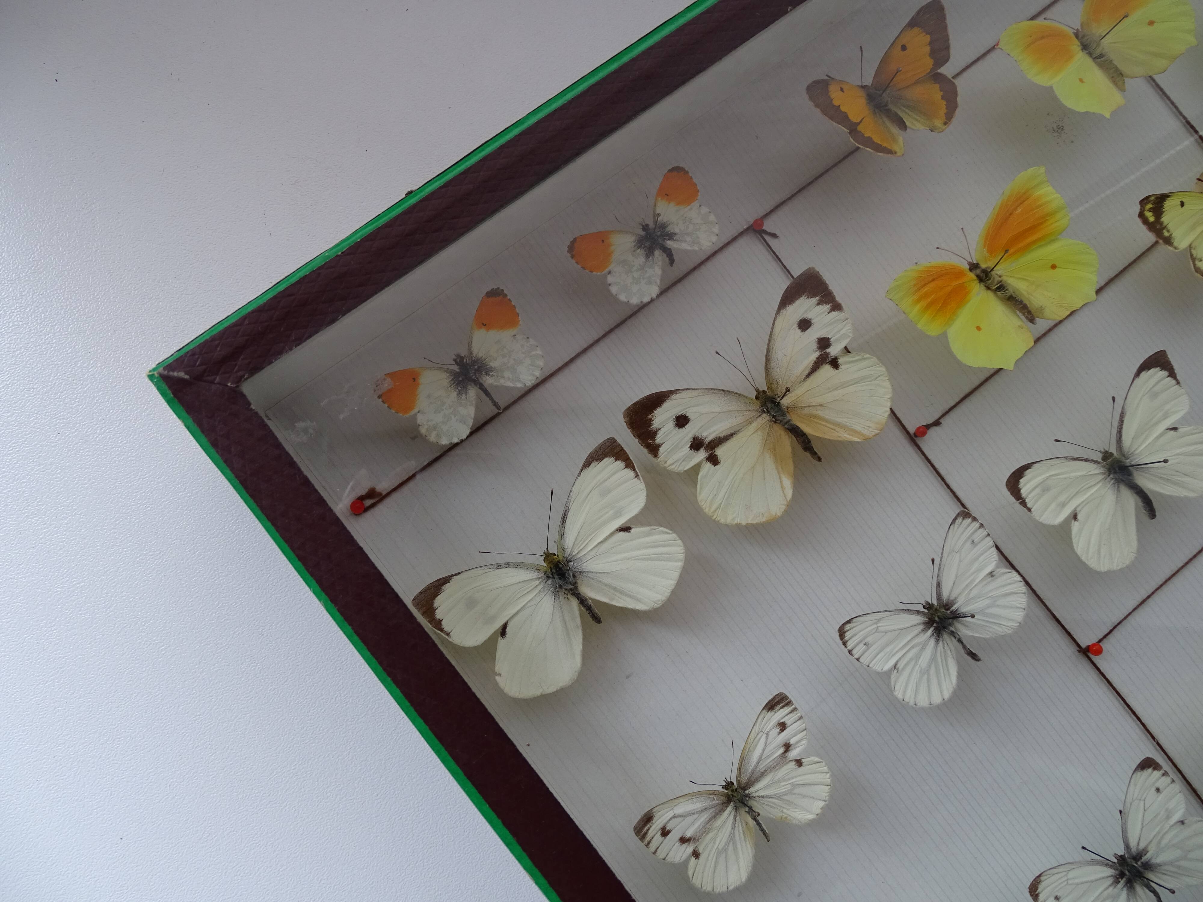 25 ancient stuffed butterflies under frame era 1930