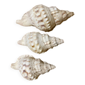 Lot of old shells