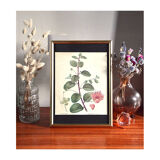 Affiche pharmaceutique encadrée