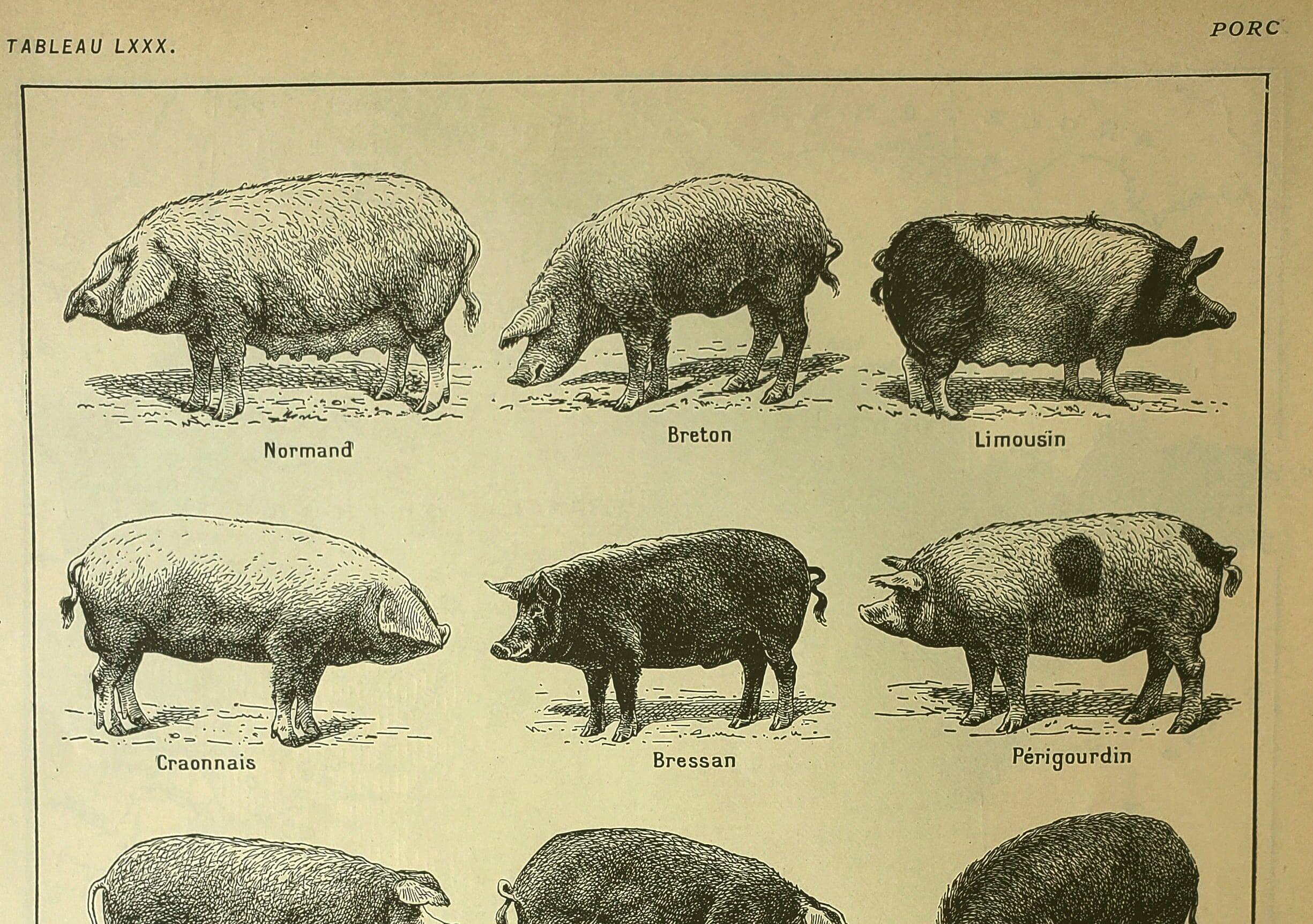 Antique lithograph 1921 by A. Richard - Pig - Farm animal. Engraving