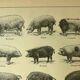 Antique lithograph 1921 by A. Richard - Pig - Farm animal. Engraving
